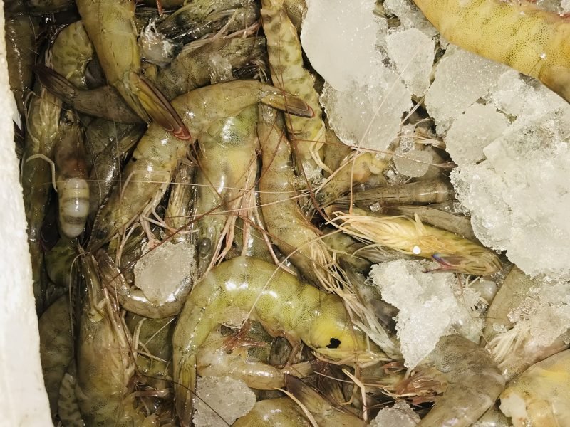 Crevettes fraîches